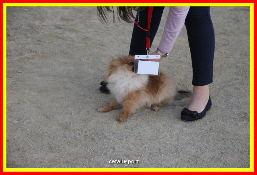 180311 mostra_canina 041.jpg